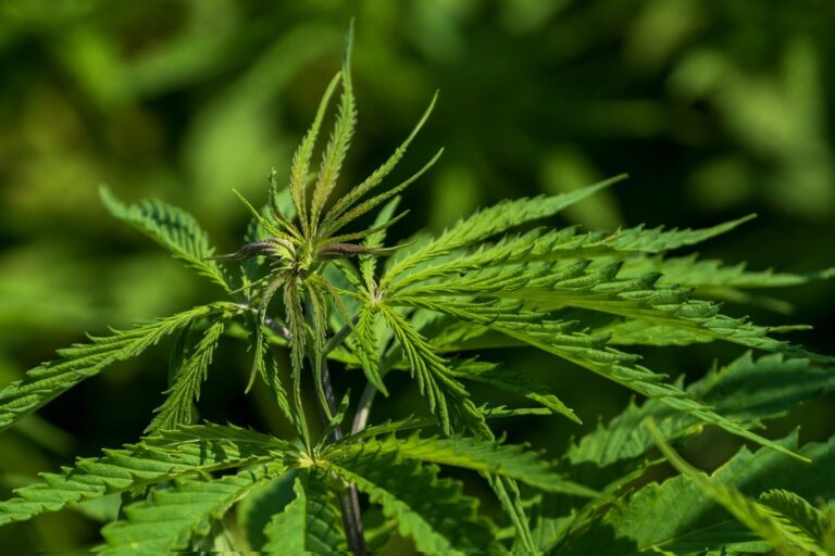 Leinenweber_Rechtsanwaelte_Strafrecht_Rechtsgebiet_Pirmasens_Kaiserslautern_Landau_blog_neuigkeiten_MPU-Gutachten_Cannabis_konsum